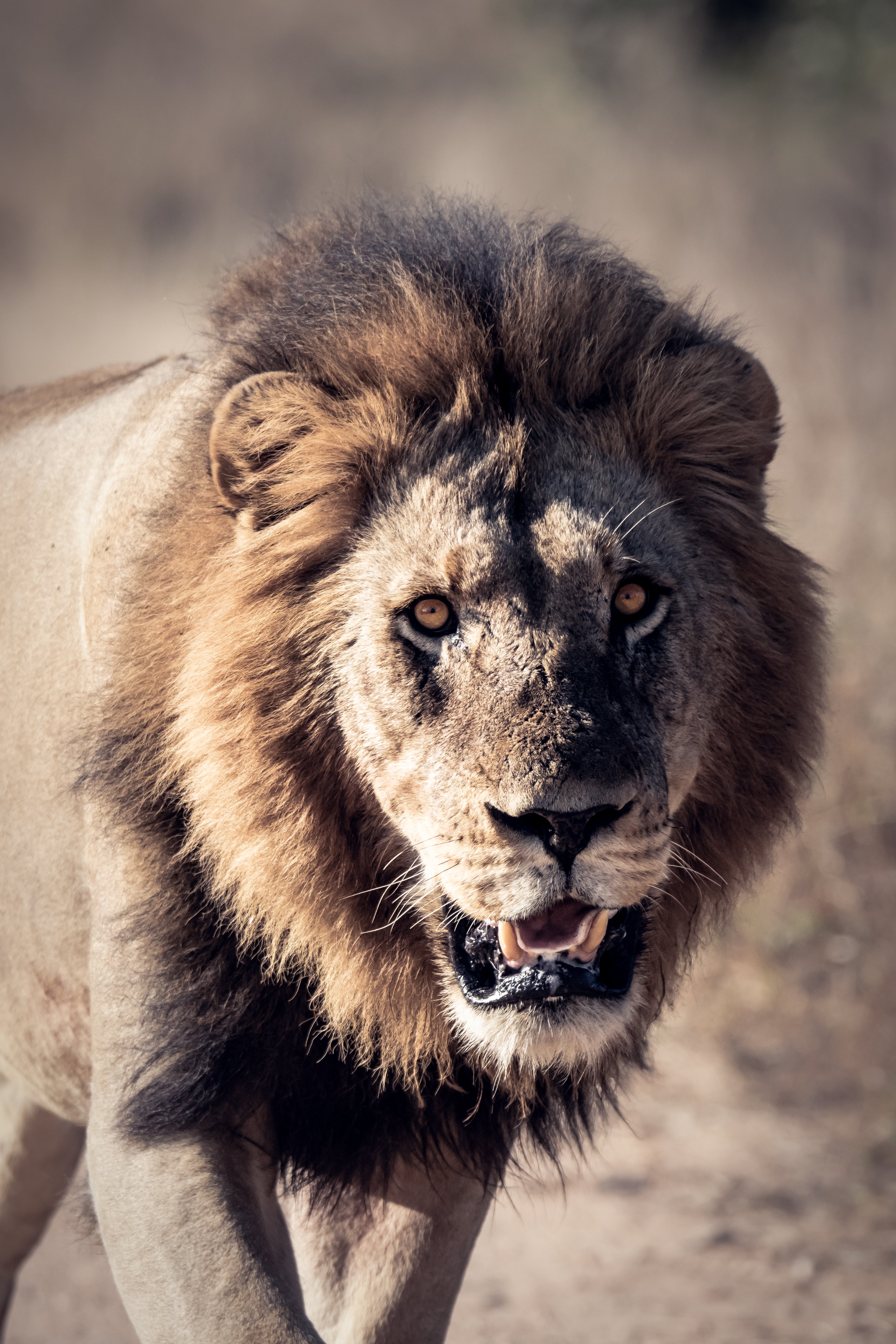 Lion Print: 25 - Image 2