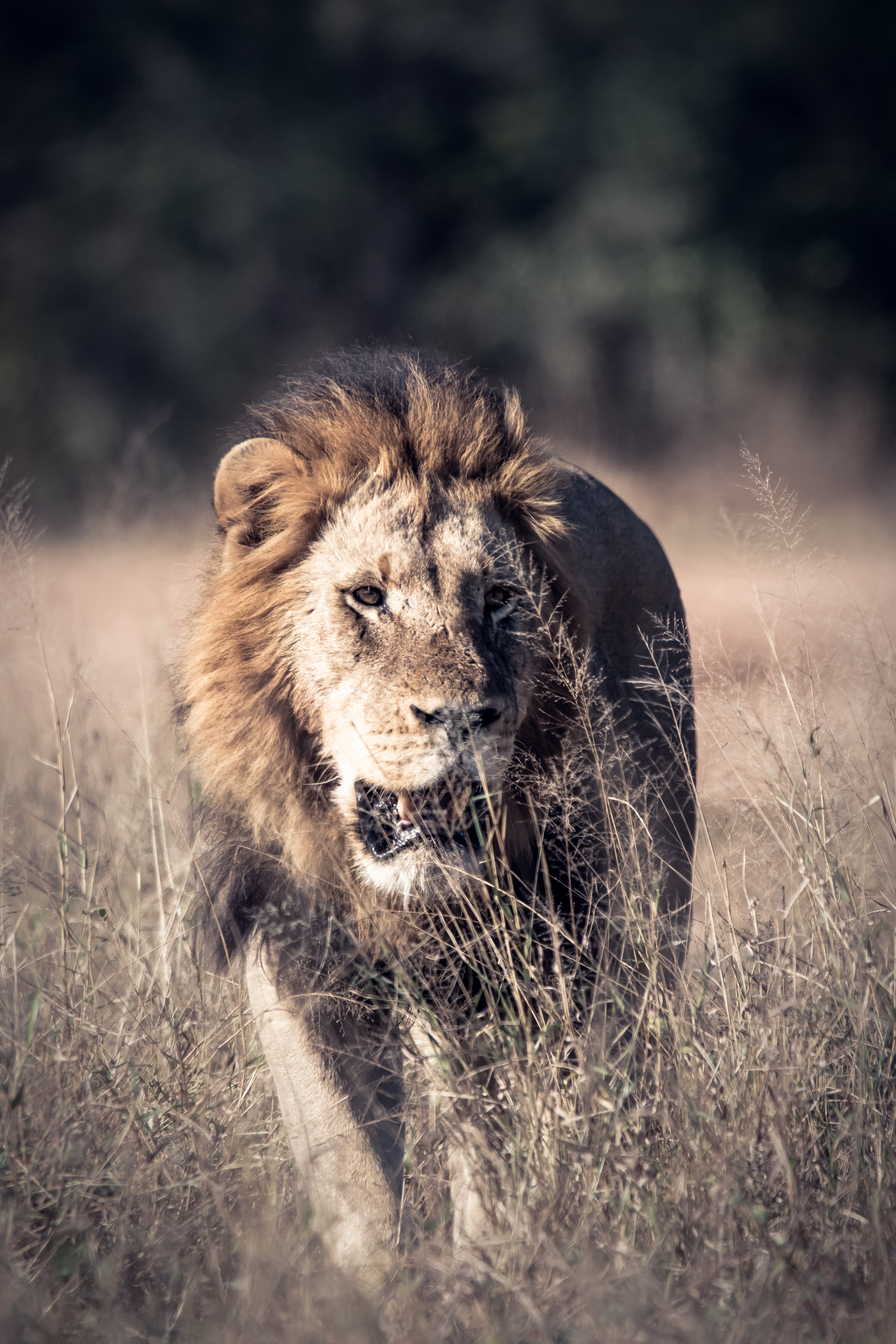 Lion Print: 26 - Image 2