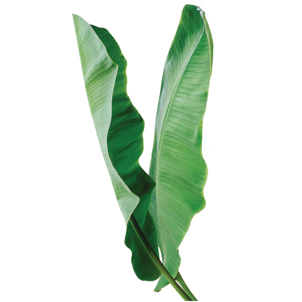 Baby Safari Animals Theme - Image 7