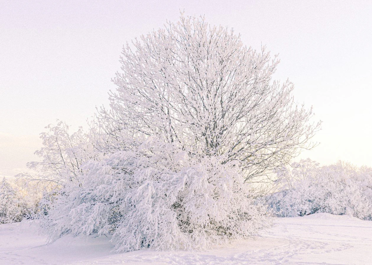 Snow Tree - Image 2