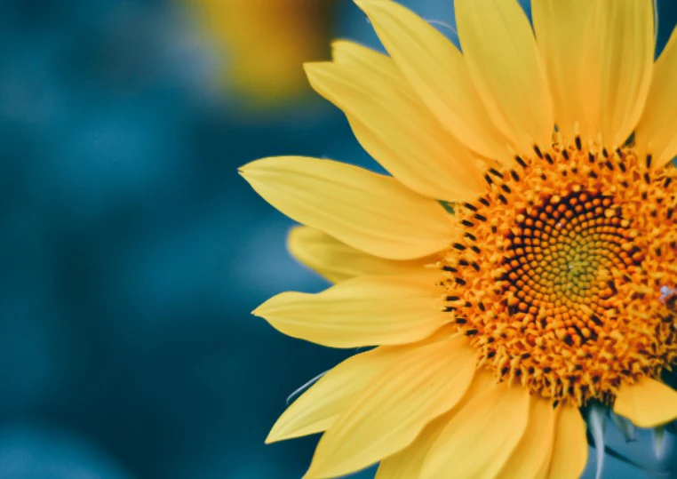 Sunflower - Image 2