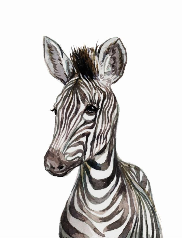 Unisex: Set of 1 - Watercolor Zebra - Image 2