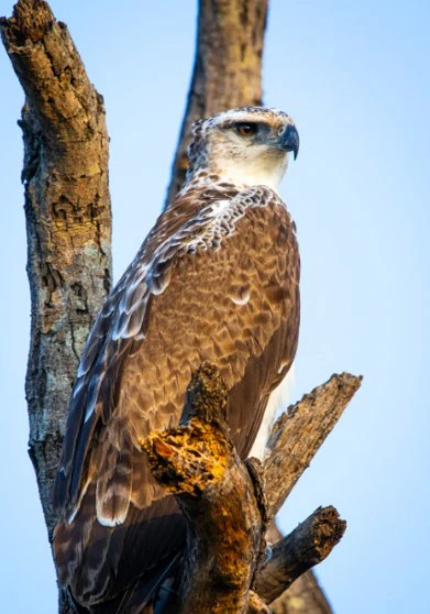 Wildlife Bird Print: 2 - Image 2