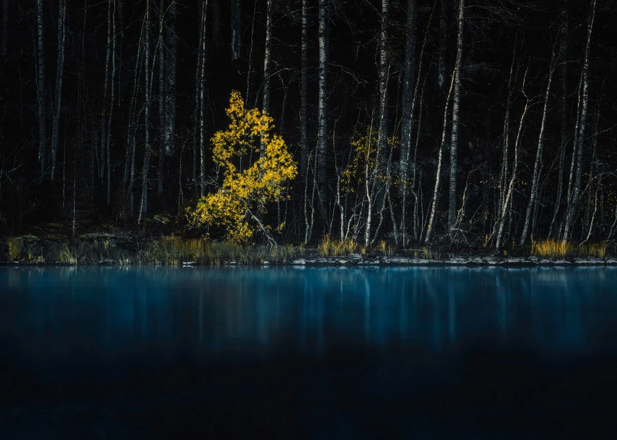 Yellow Tree - Image 2