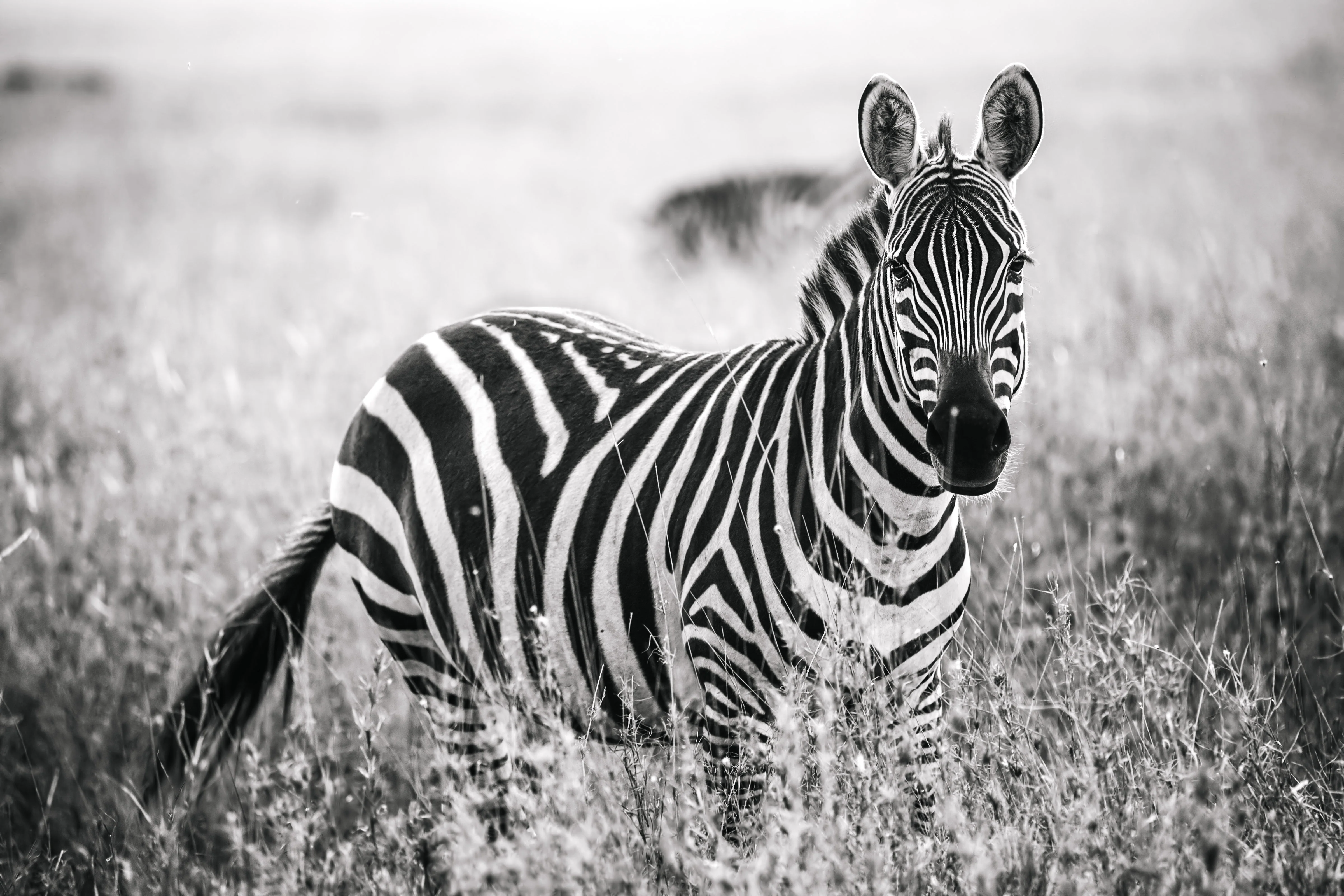 Zebra Print: 1 - Image 2