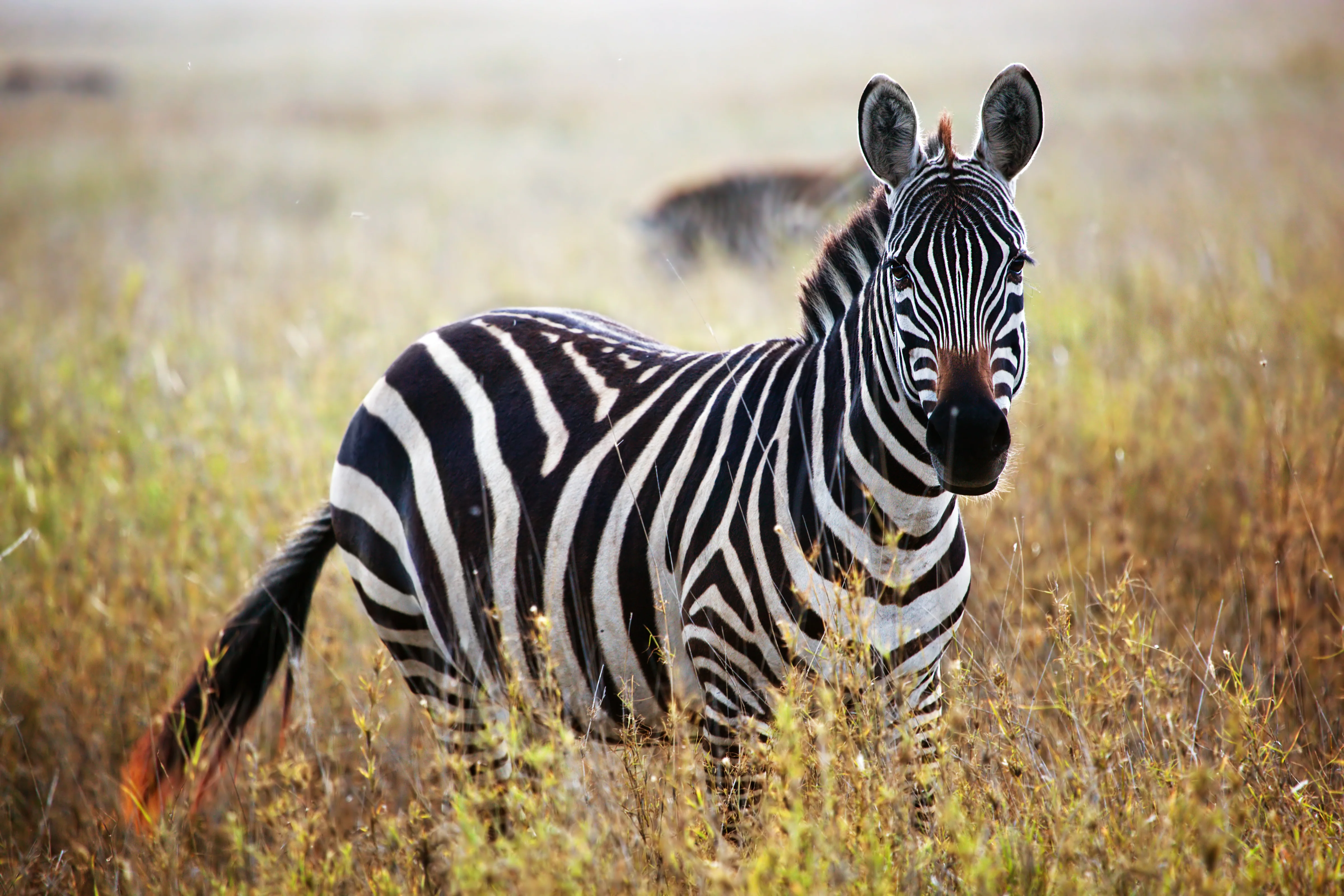 Zebra Print: 1 - Image 3