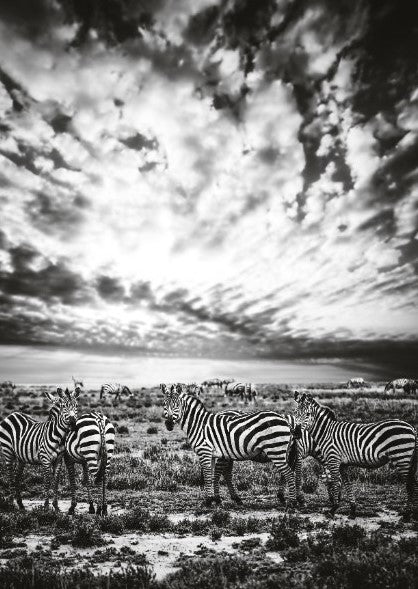 Zebra Print: 3 - Image 2