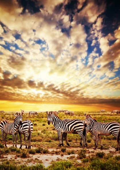 Zebra Print: 3 - Image 3